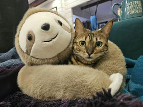Peluche lestée paresseux utilisée pour améliorer le sommeil